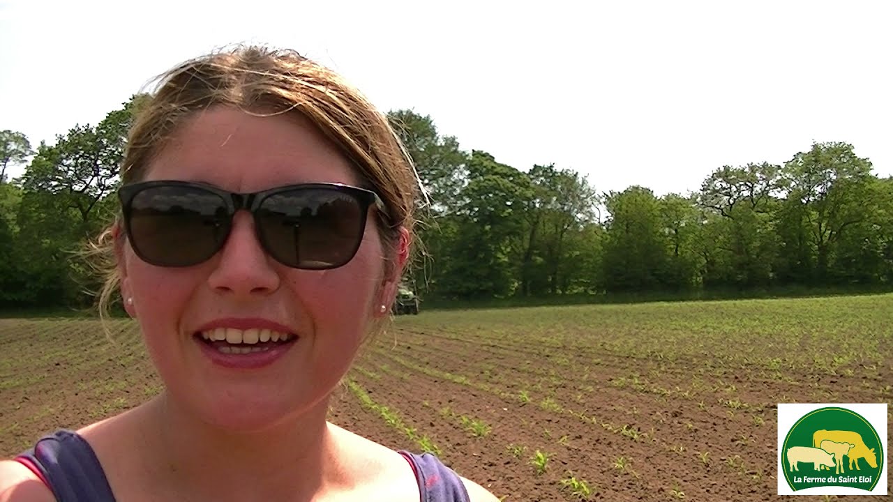 la bineuse rattrape le coup dans le maïs