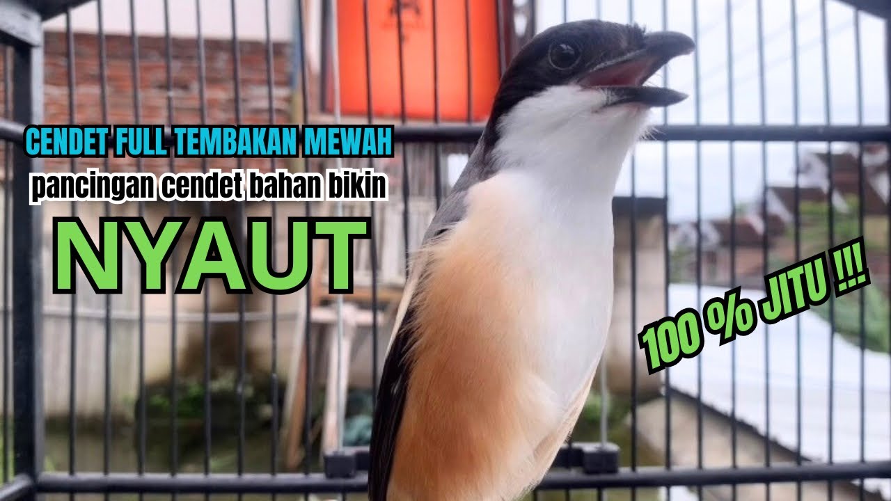 burung cendet gacor FULL TEMBAKAN pandai BUAT PANCINGAN CENDET AGAR BUNYI bikin BURUNG PENTET GACOR