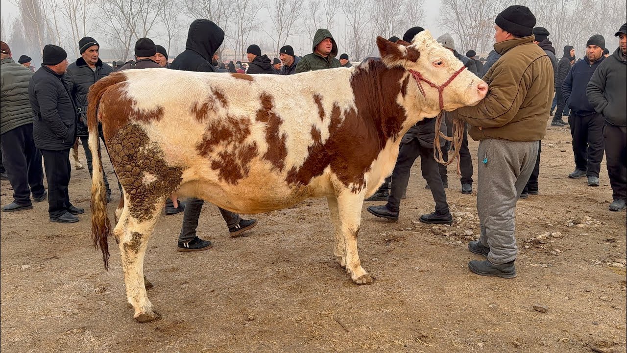 QUM  TEPA  CHORVA BOZORI. SIGIRLAR VA HUNAJINLAR NARXLARI 5 февраля 2026 г.