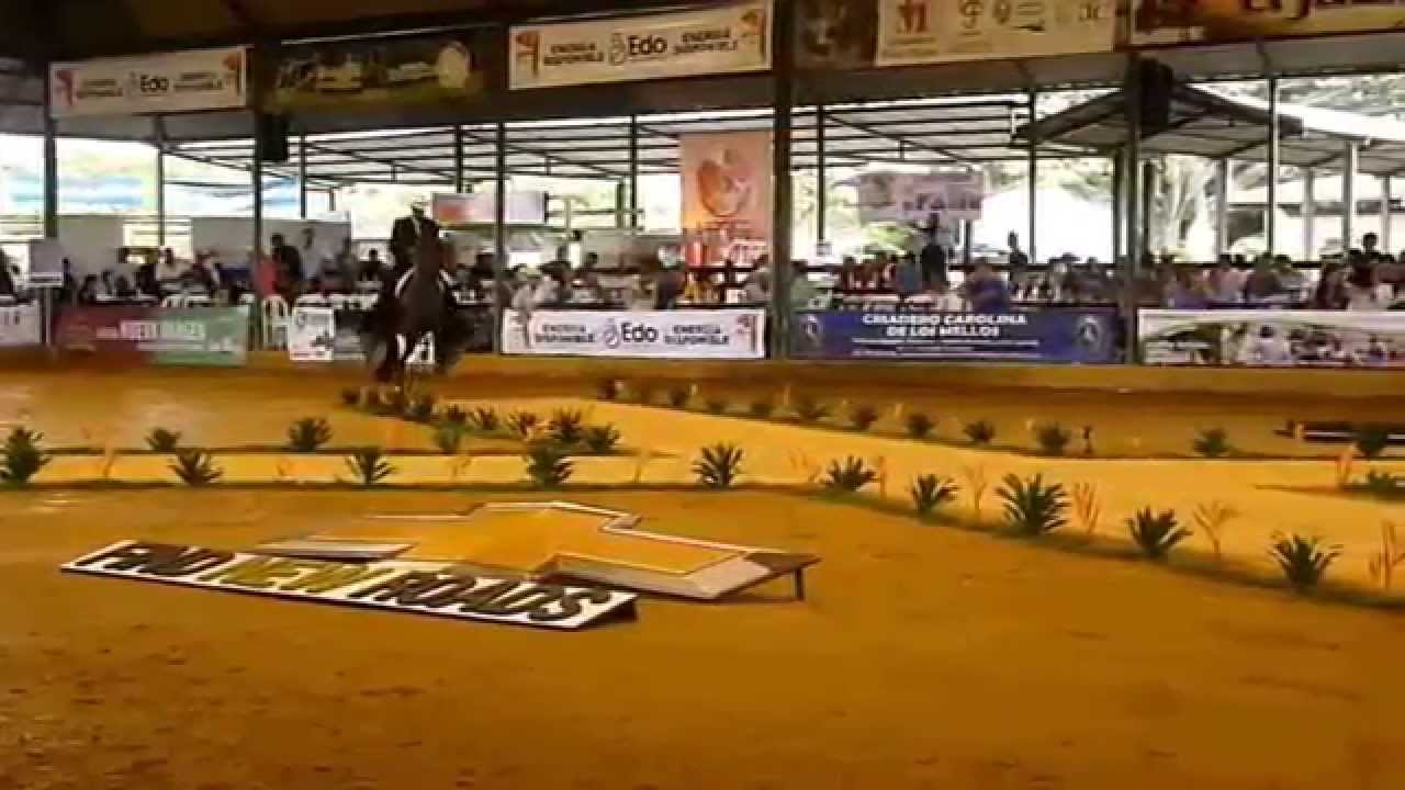 FORTUNA DE LA PESEBRERA OCALA GRAN CAMPEONA DEL TROTE Y GALOPE EXPOSICION EQUINA GRADO B ASDEOCCIDE