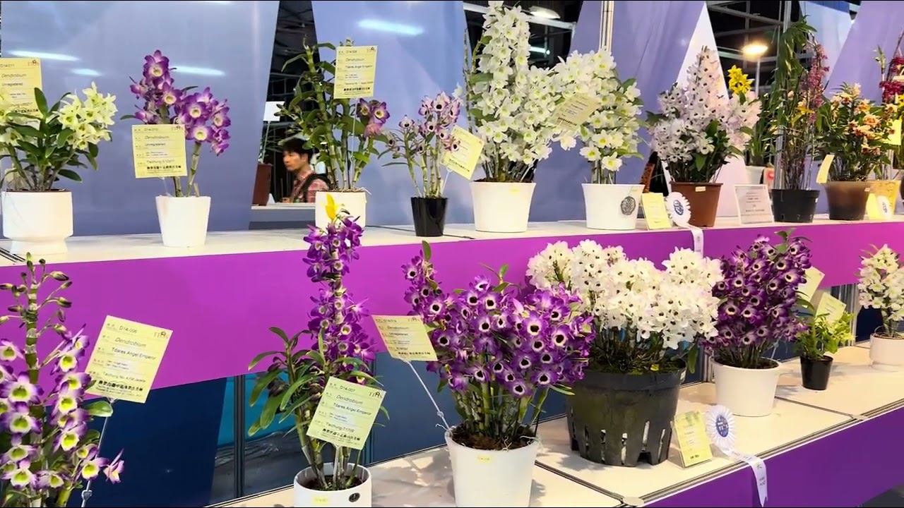 國際蘭展中的比賽賽花區 我們先來看一下石斛蘭和其他蘭花