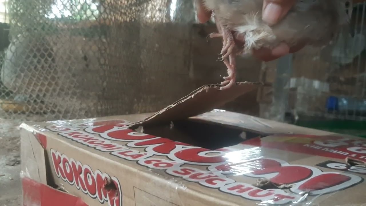 Gửi cặp về đồng nai