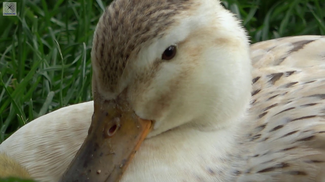 2019 batch of Silver Appleyard Ducklings