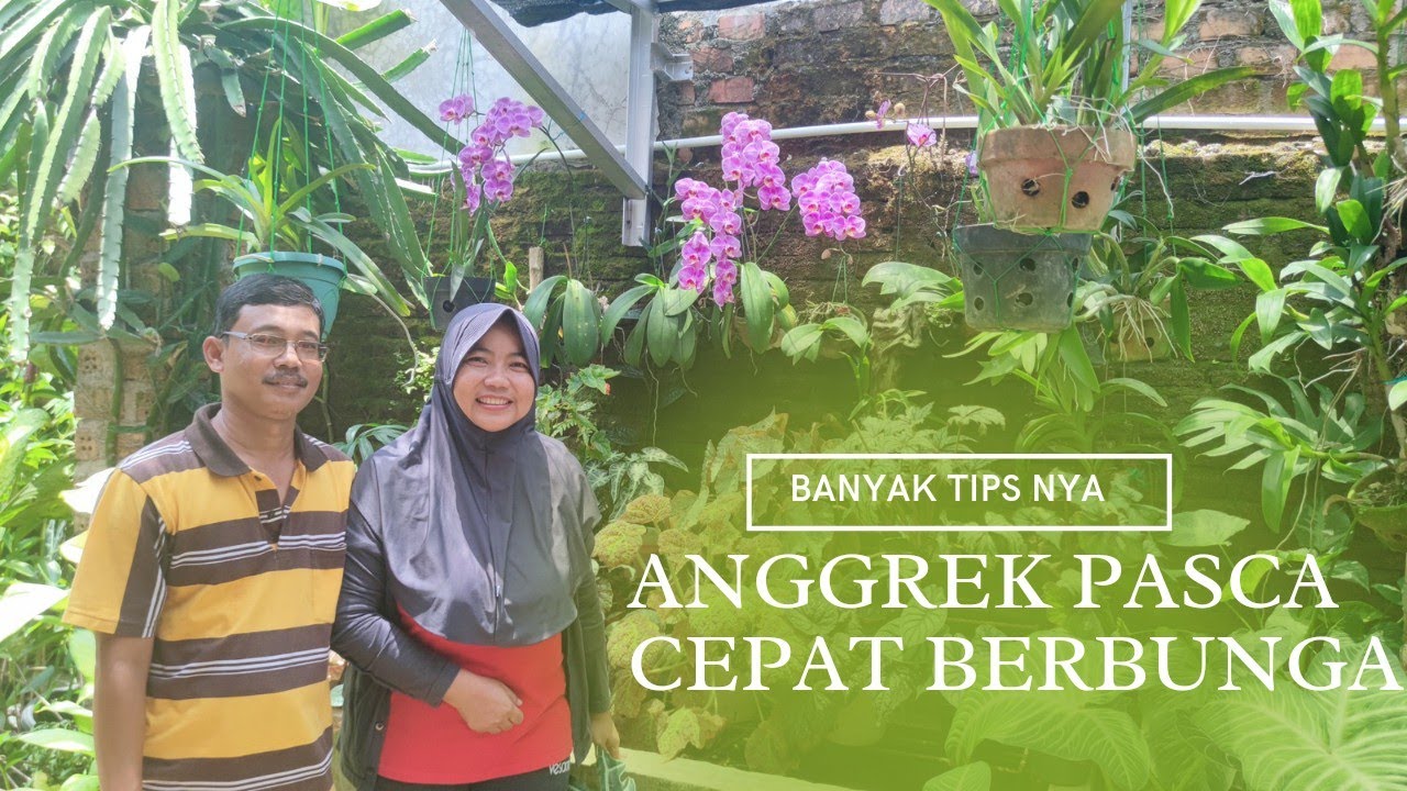 SYARAT ANGGREK MENJADI CANTIK, HARUS TERKENA HUJAN.