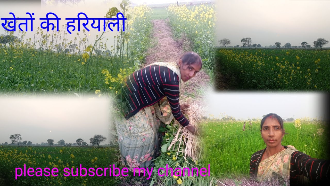हमारे यहां के खेतों का नजारा