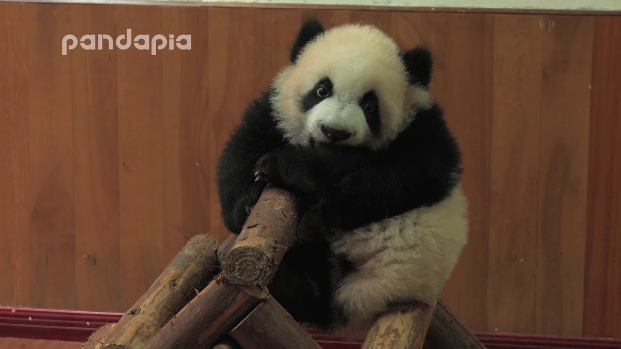 Panda Sesame bites its feet
