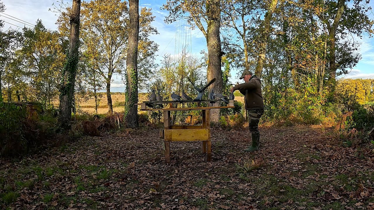 chasse palombe en palombière 2
