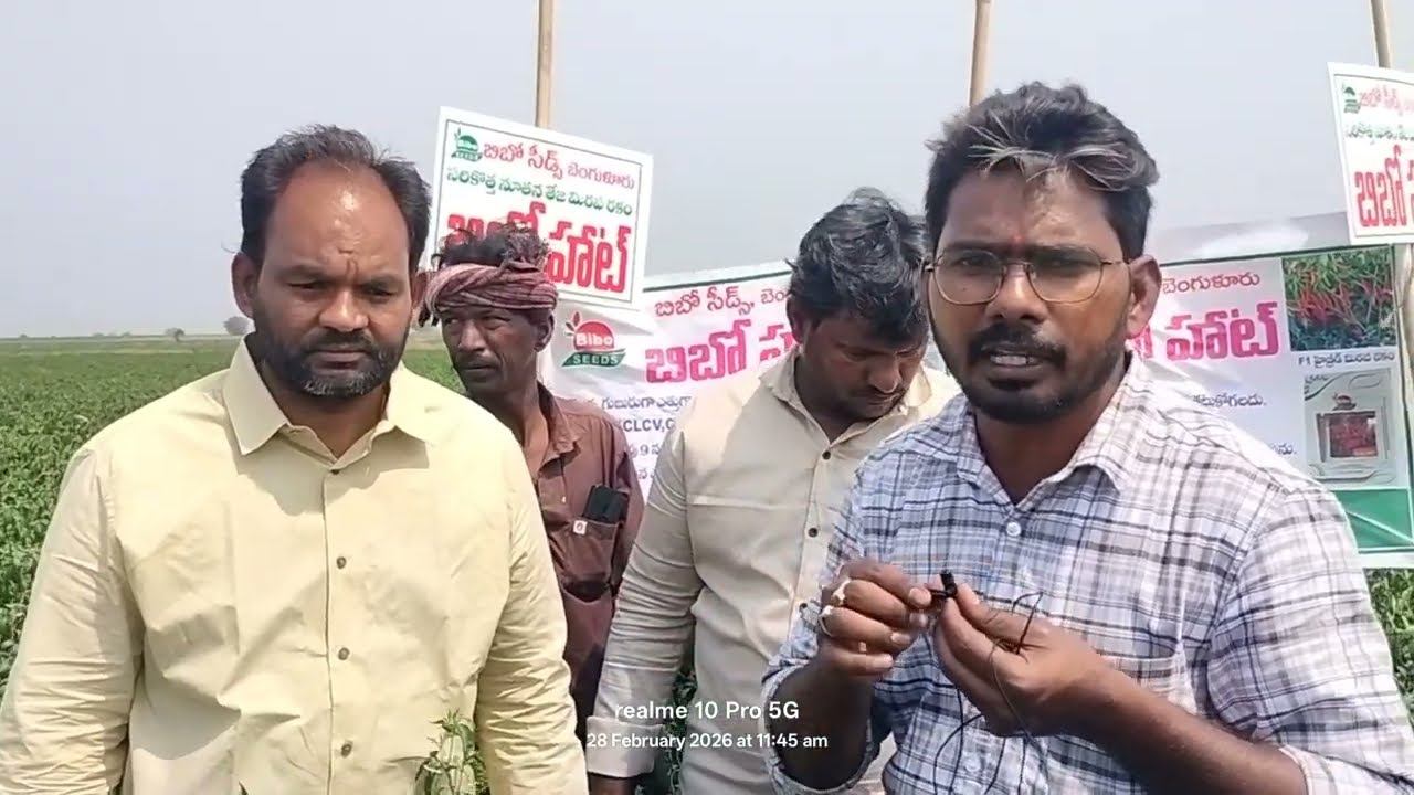 #40 ఎకరాలు మిరప సాగు #ఓకె కంపెనీ విత్తనాలు #రైతు ఇంట సిరుల పంట 