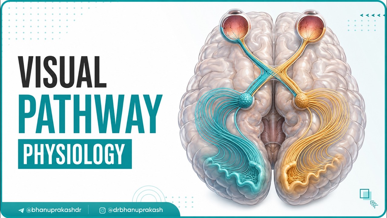 Visual Pathway Physiology Animation
