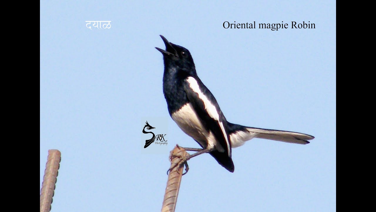 #soundof_birds #orientalmagpierobin #singingbirds #youtubevideo #wingedhorizon