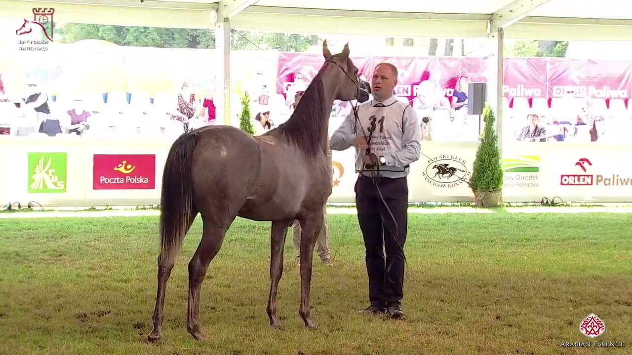 N31 PALERMA - 2020 PRIDE OF POLAND - 42nd AH National Show - Yearling Fillies (Class 1C)