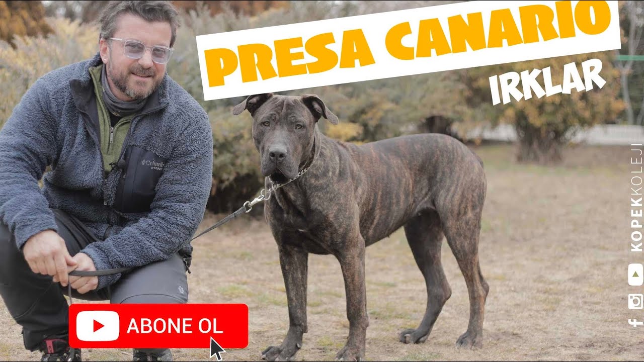 Köpek Irkları - Presa Canario