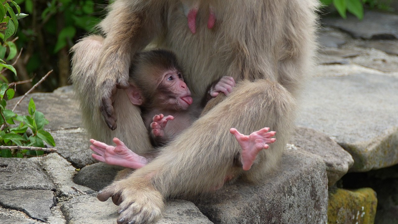 Маленький ангел природы: зевота этого baby monkey — настоящая магия #babymonkey #snowmonkey