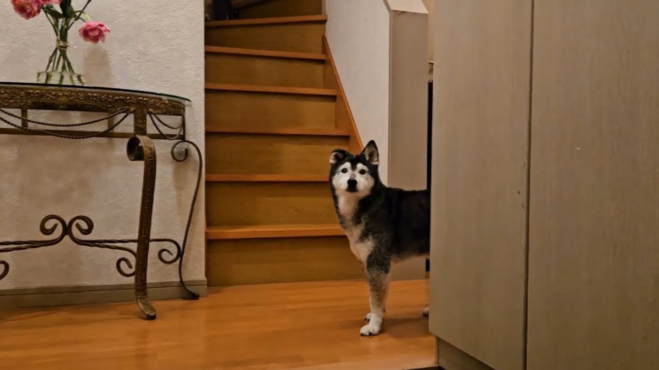 サプライズで久々に帰宅したら、すごい喜んでくれる柴犬　#黒柴 #shibainu 