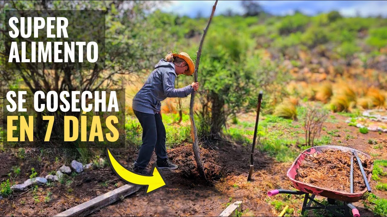 🌱BAJO TIERRA! SE COSECHA EN SOLO 7 DÍAS! 😮 Cultivo de Supervivencia! Alto valor nutritivo! HUERTO