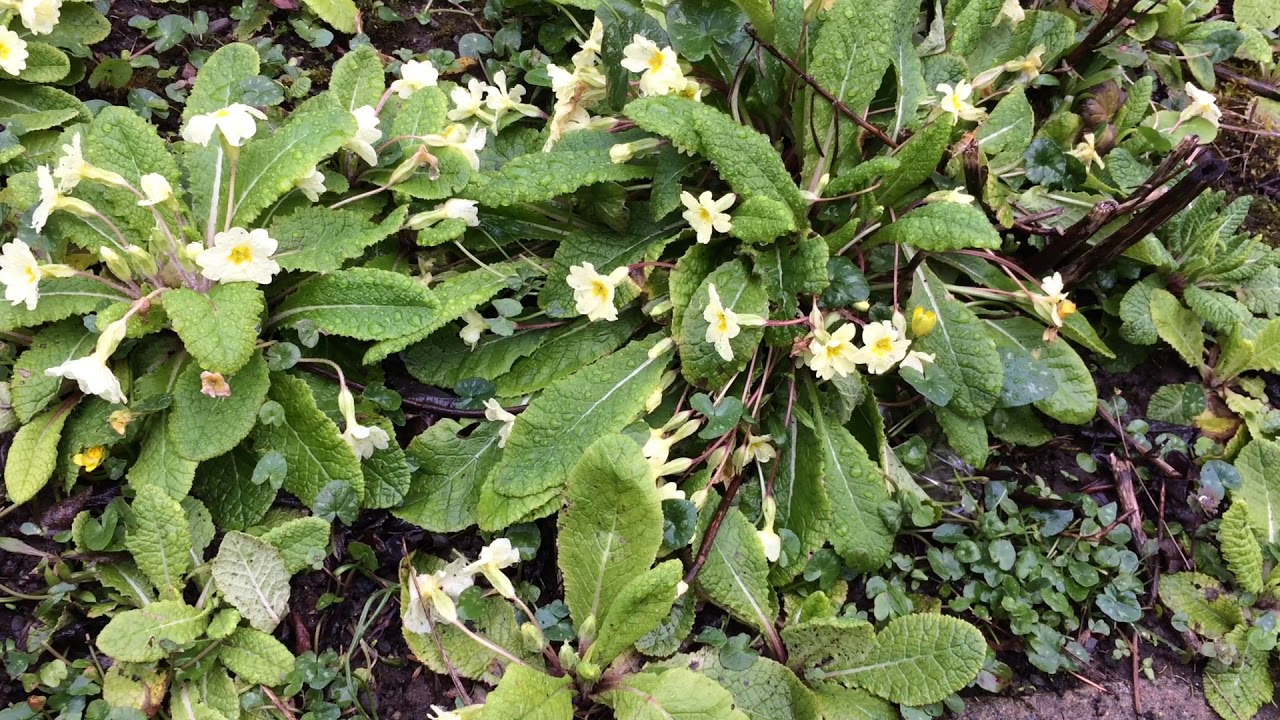 Primrose (Primula) - plants - March 2018