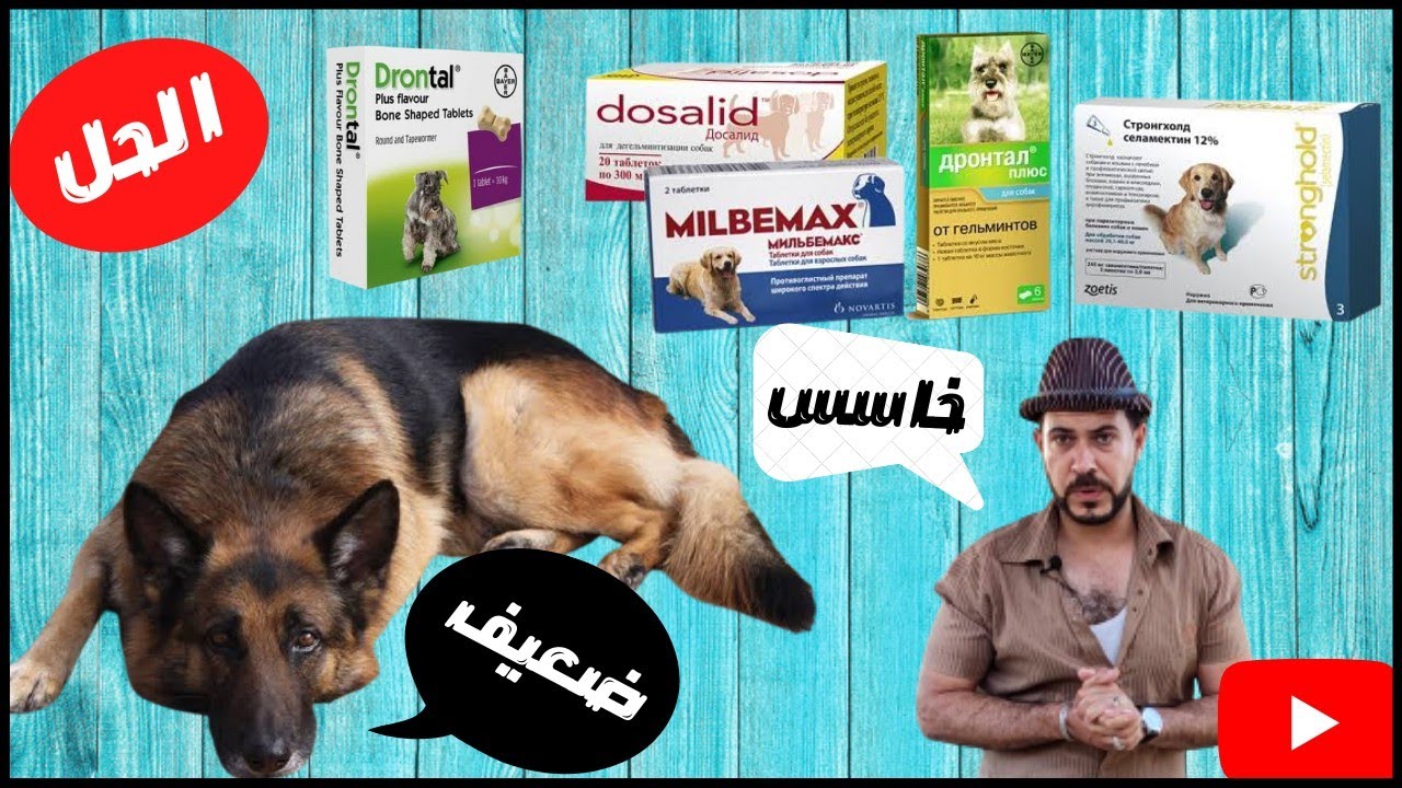 ارخص طريقه لعلاج الديدان عند الكلاب والتخلص منها نهائيا ومضمونه 100%