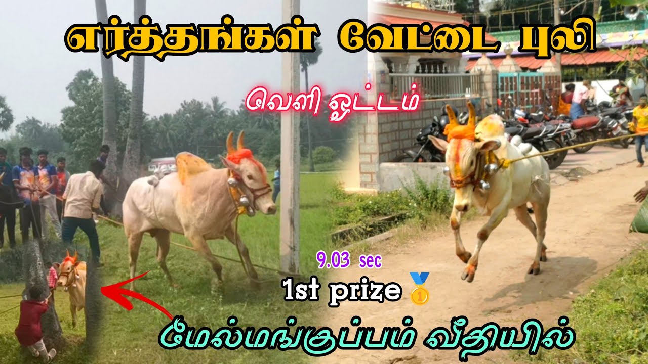 எர்த்தாங்கள்  வேட்டை புலி 💥 வெளி ஓட்டம் 😱 1st மேல்மாங்குப்பம் வீதியில் 9.03 sec #vmtvlog#eruthukattu