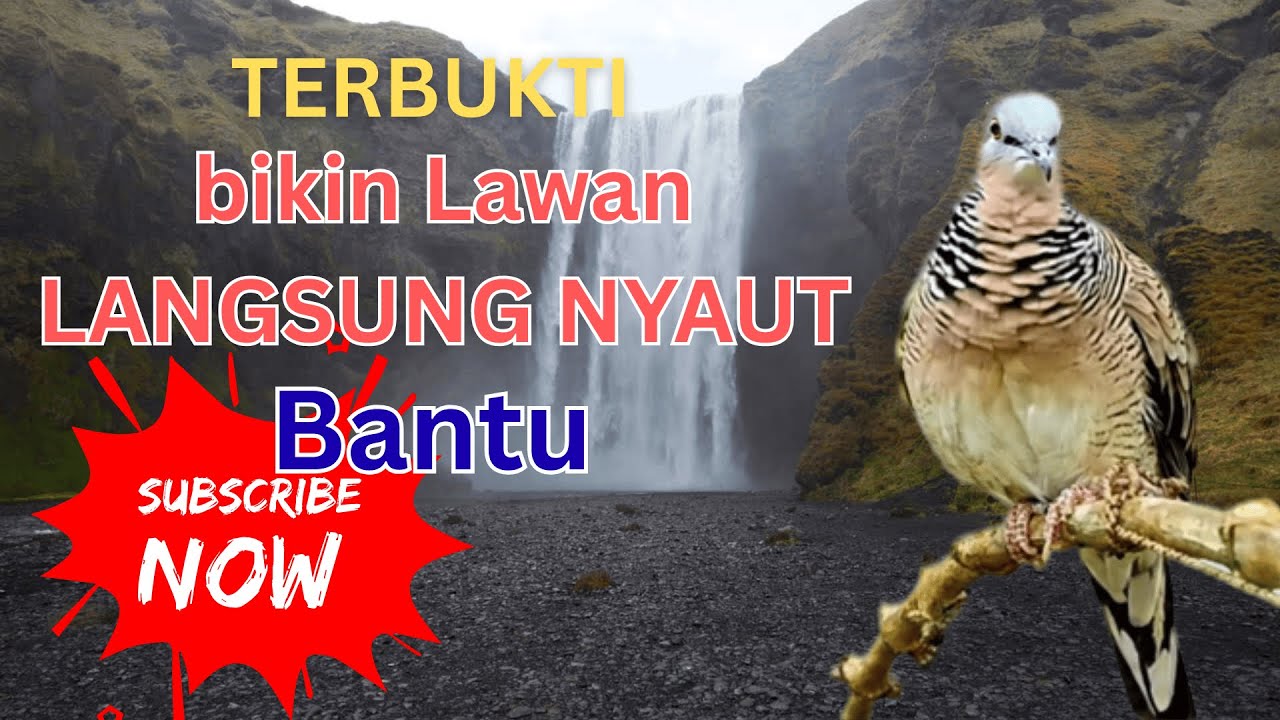 LIVE: Pancingan Perkutut Macet Bunyi Agar Langsung Nyahut & Emosi