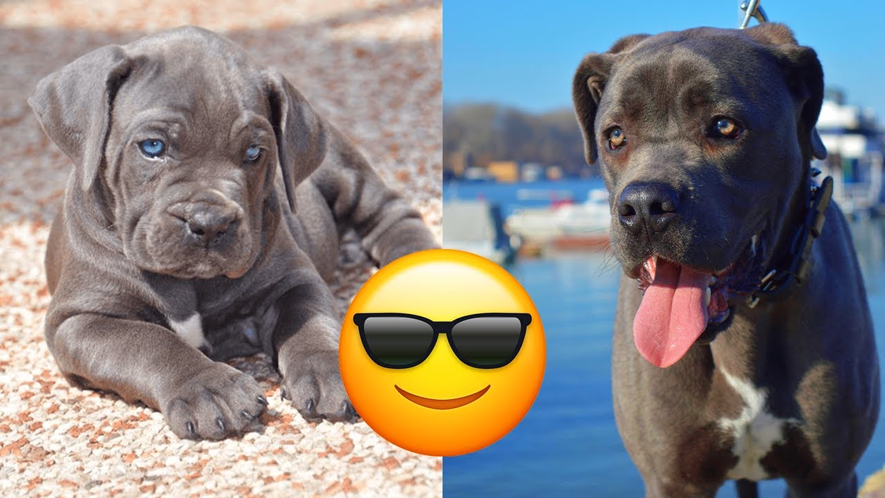 Cane Corso &mdash; Majestic And Funny Videos And Tik Toks Compilation