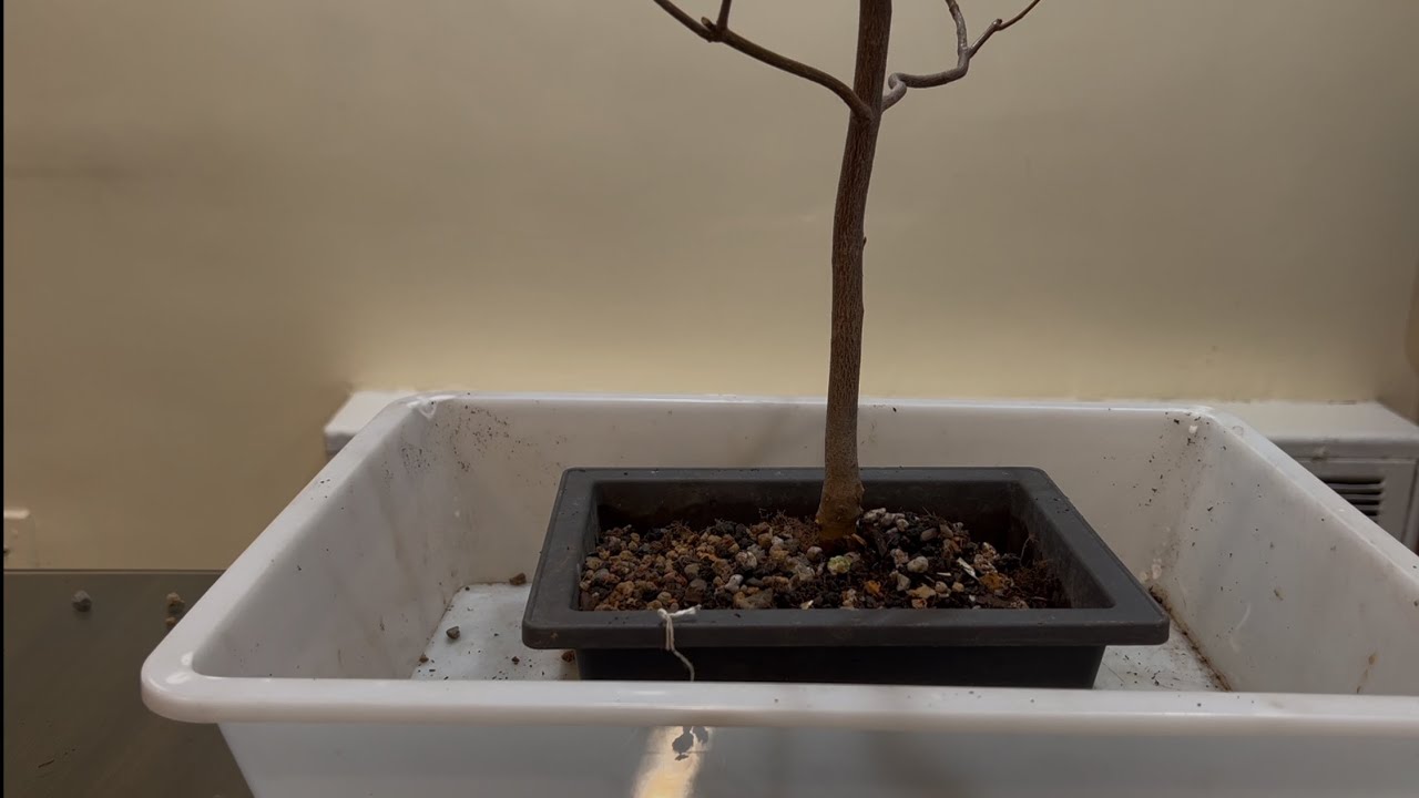 Repotting My Silver Maple from Seed #Bonsai