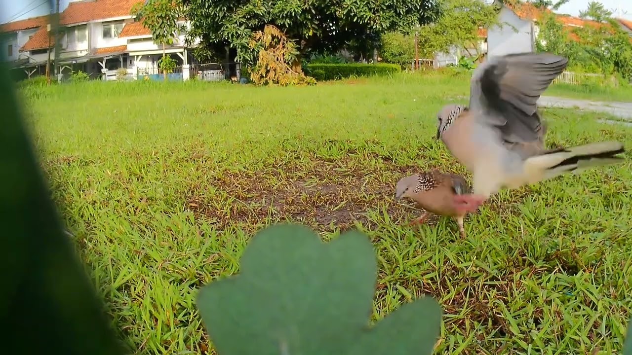 Mikat tekukur komplek, burung liar nya ganas ganas 