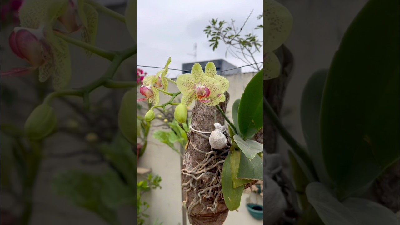 Ele fez um ch&aacute; poderoso que ajuda florir qualquer orqu&iacute;dea