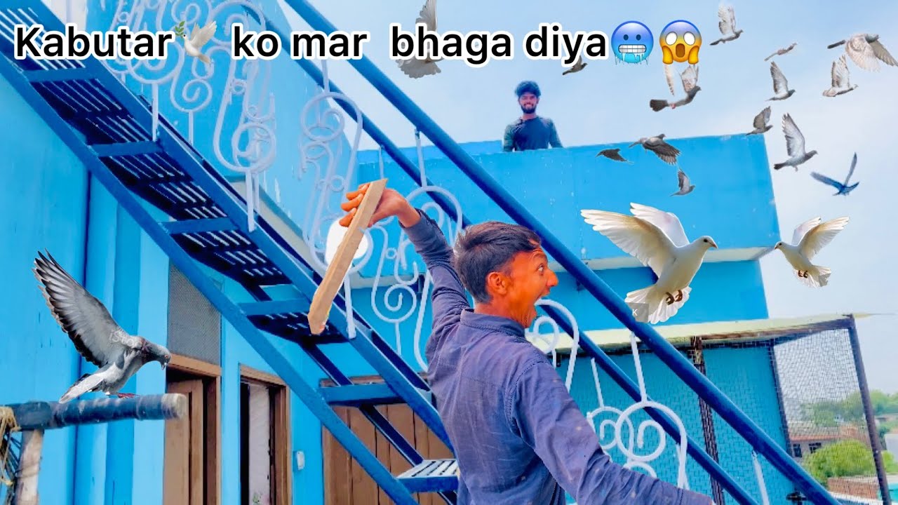 chhat ke sabhi kabutar 🕊️ uda Diya😱🥶//all pigeons runaway 😭