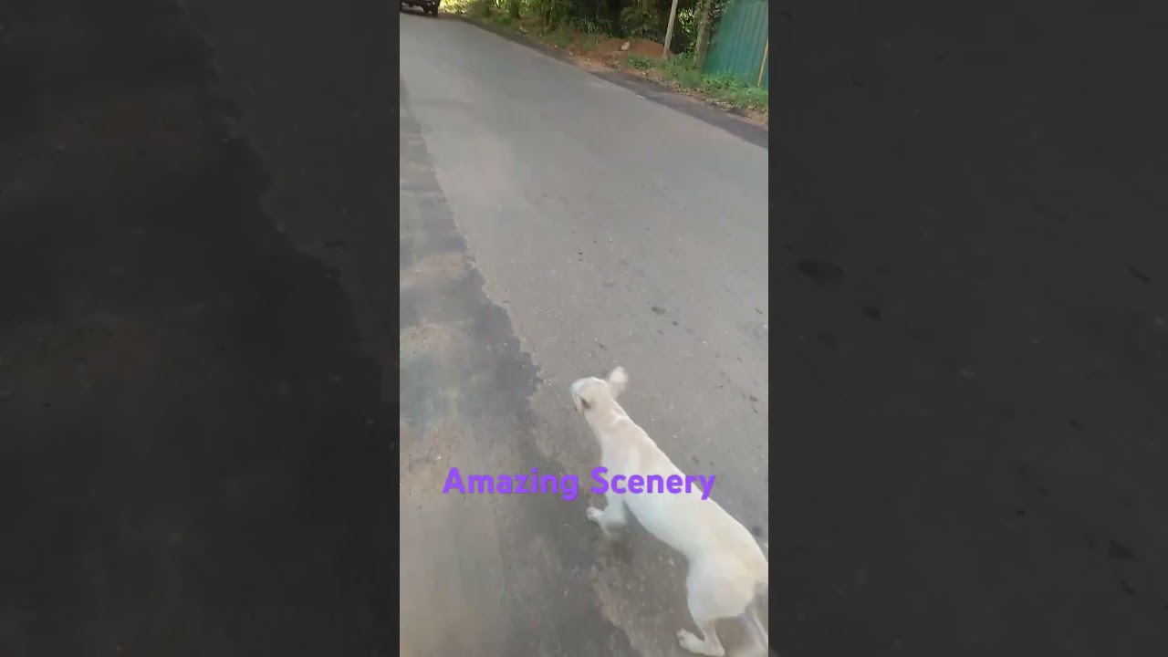 Cute #dog #song #bollywood #music #tamil #movie #srilanka #travel #turtlebeach #gemstonejewellery #n