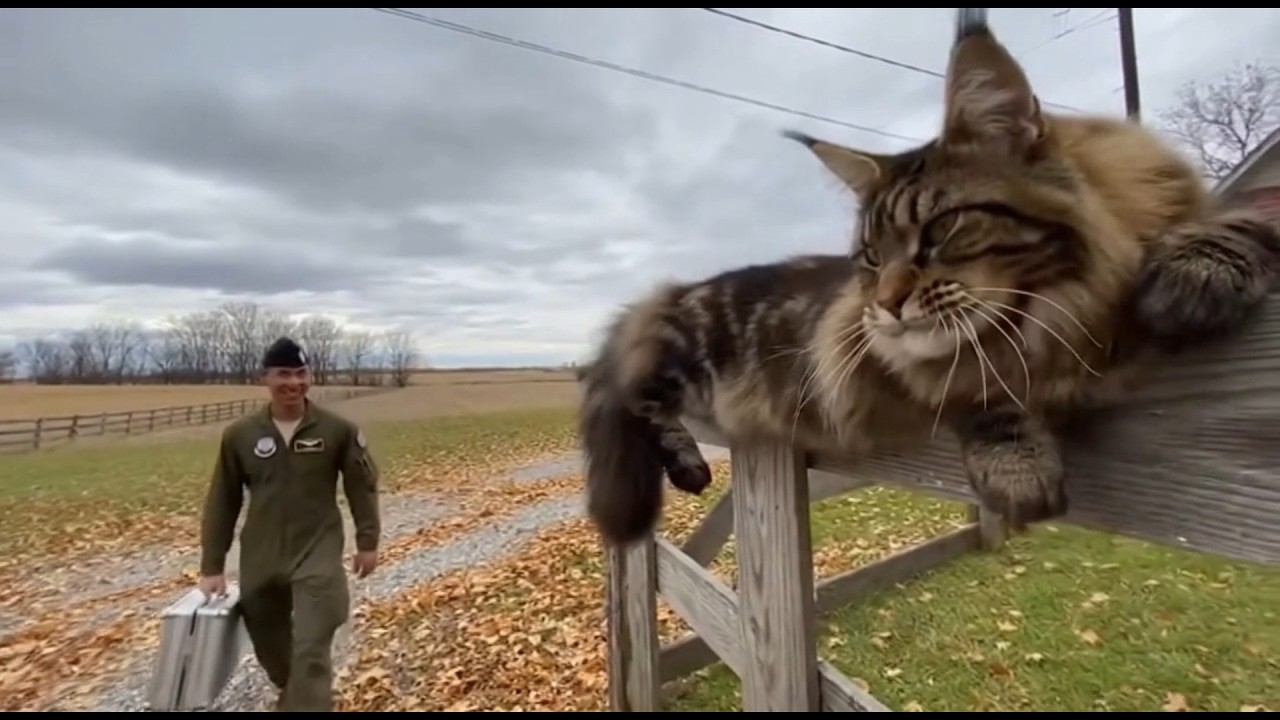 🐈 🥰🥰 Yay! My Dad's Back After Forever. I'm So Happy, I Could Lick His Face All Day！#cat