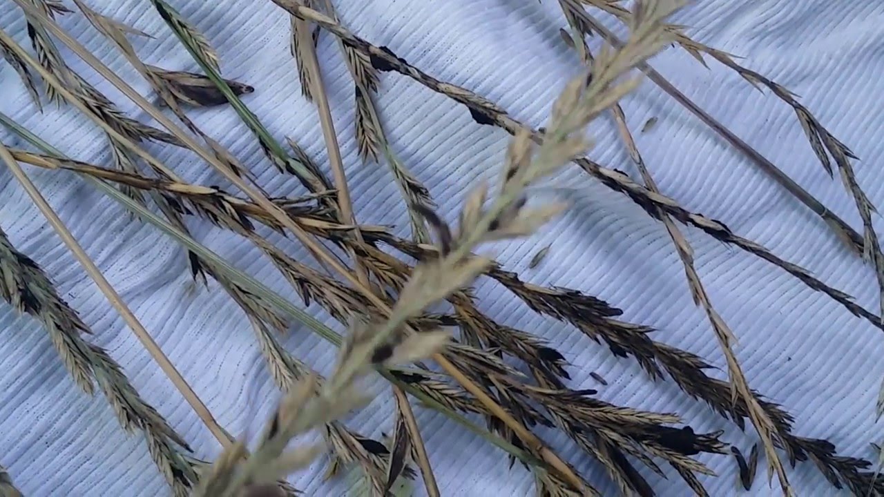Ergot infecting rye