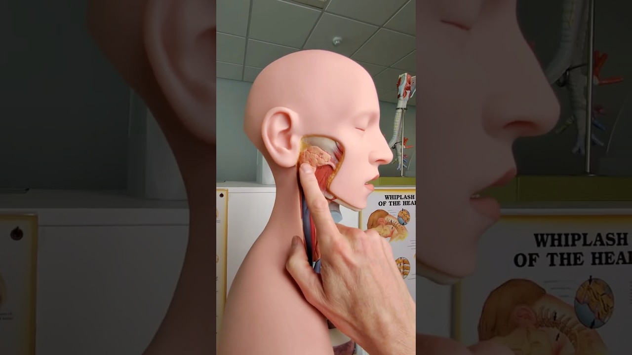 Salivary glands #anatomy