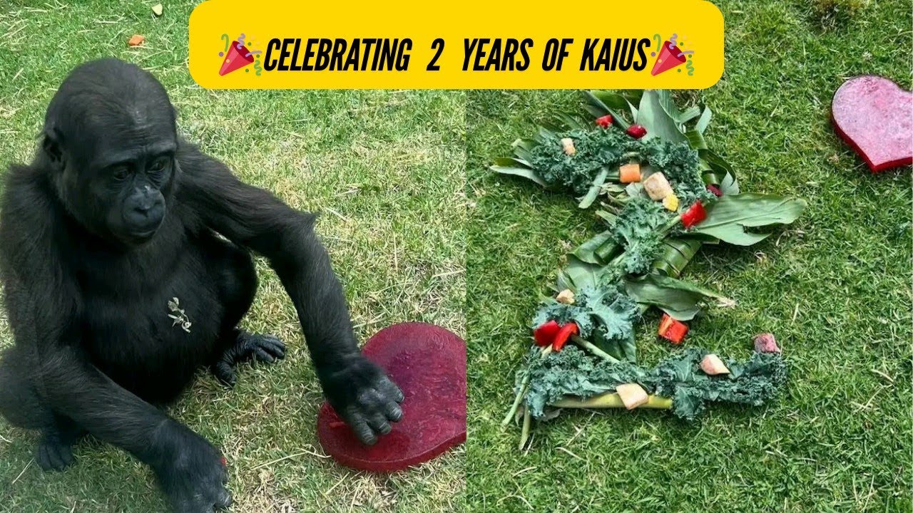 #Каю исполняется 2: барабанная дробь с папой Кисане!