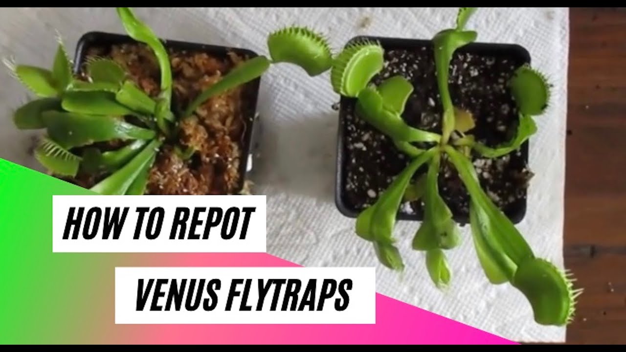 How to repot a Venus Flytrap