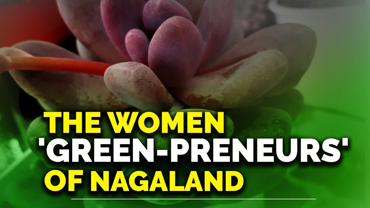 Meet the new-age women ‘green-preneurs’ of Nagaland