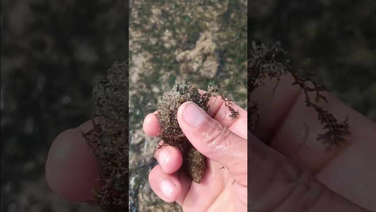 Asyain mga sangkay ang mga puruton nga amin nakukuha didi sa amon dagat #samar