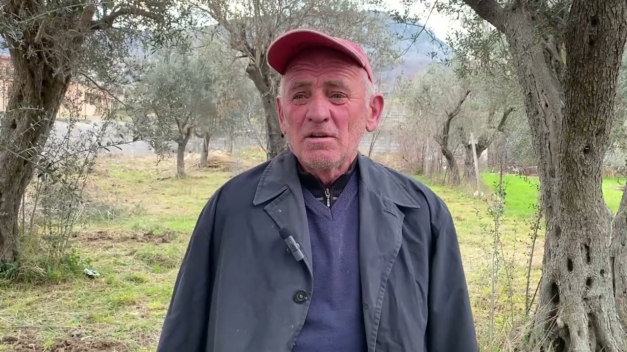 Plehërimi i Ullinjve Gjysëm-Shekullorë me AZ FERT - Flasin Fermerët | Lezhë