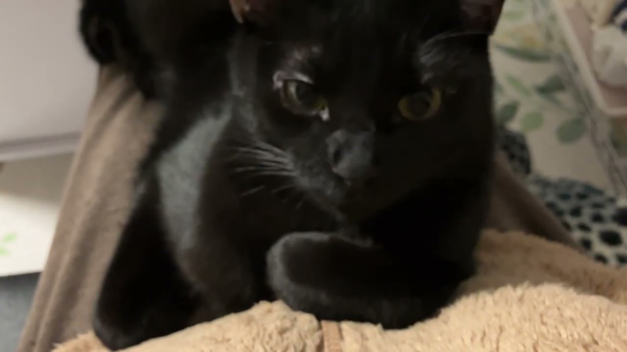 最近、右目のはしっこカサブタできて、目目の周りの毛毛が少なかった事も報告しておきますニャ🐈‍⬛黒猫むぎちゃん2026.0214-3