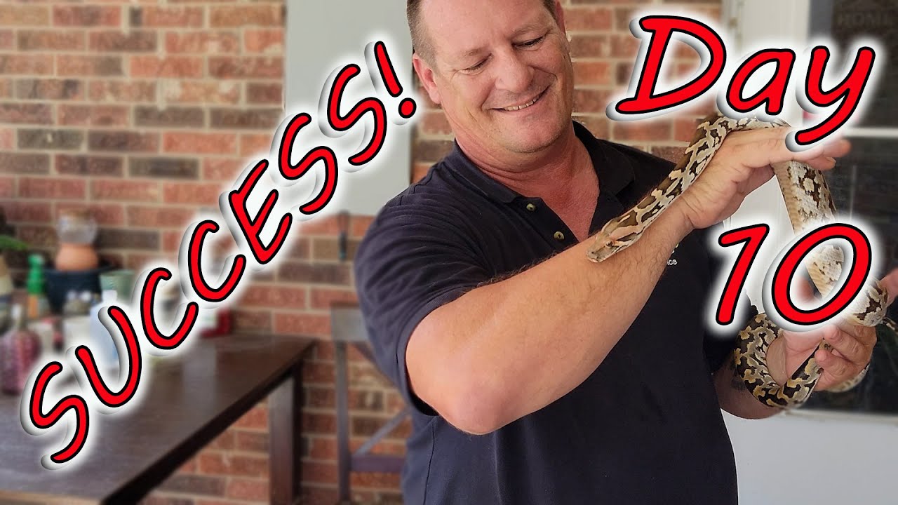 🩸 Session 10 - SUCCESS socializing our Sri Lankan Python!  #srilankanpython #snakevideo