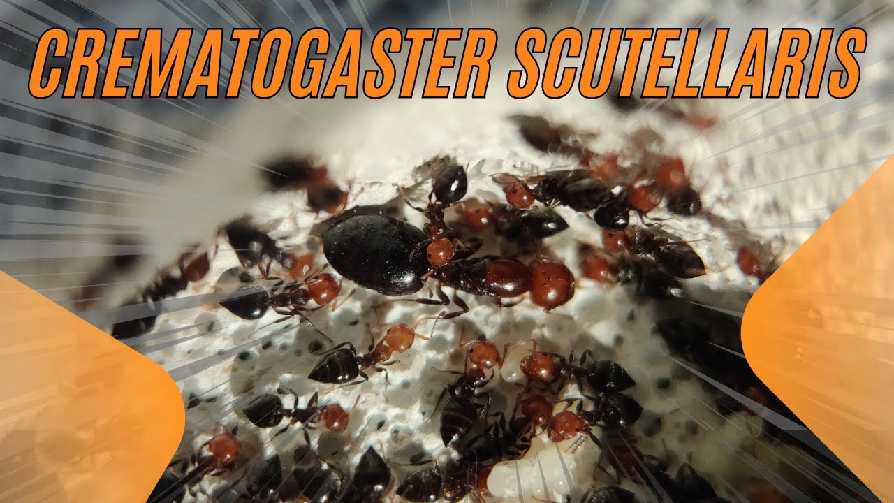 Where did these Tiny Devils come from? Crematogaster Scutellaris