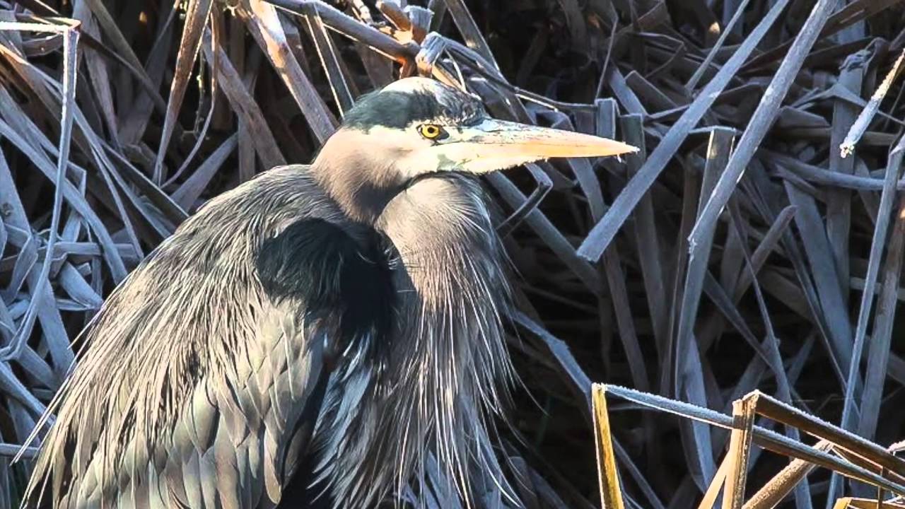 OCEP3 Save Our Pacific Great Blue Heronry