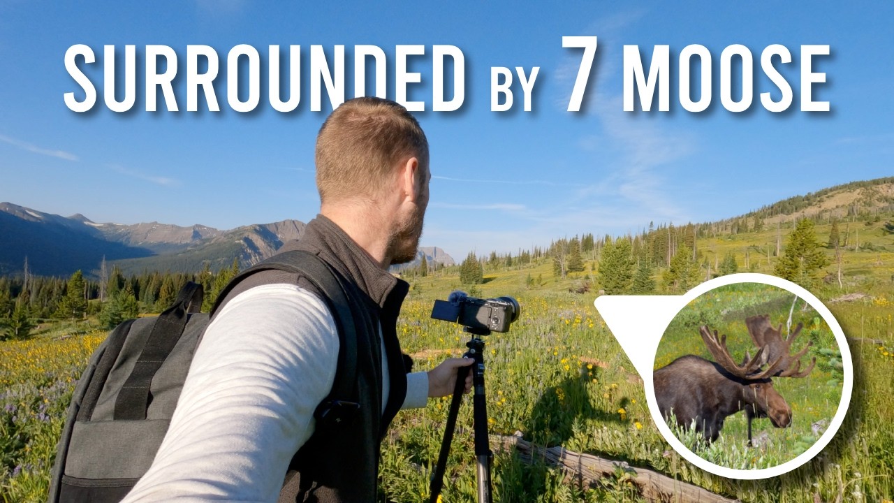 Greater Yellowstone Hike turns into Moose Fest