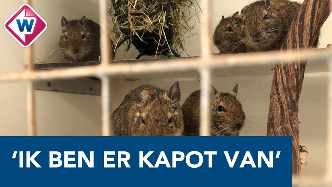 Tientallen dode dieren bij opvang door hitte: 'Het doet me heel veel pijn'