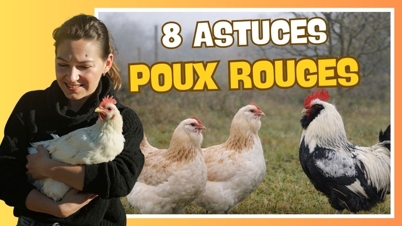 🐔 8 astuces pour lutter contre les poux rouges au poulailler