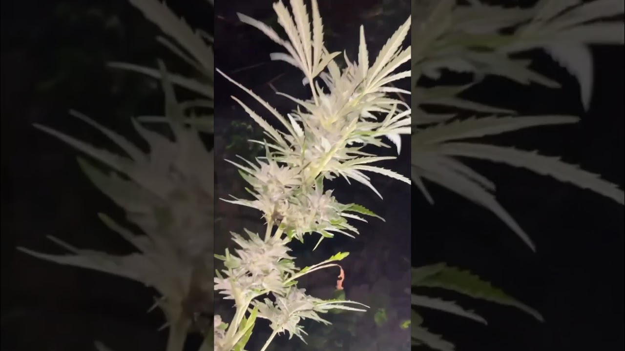 Dutch passion Glueberry og auto organic #gorillaGrow #organic #Autoflower