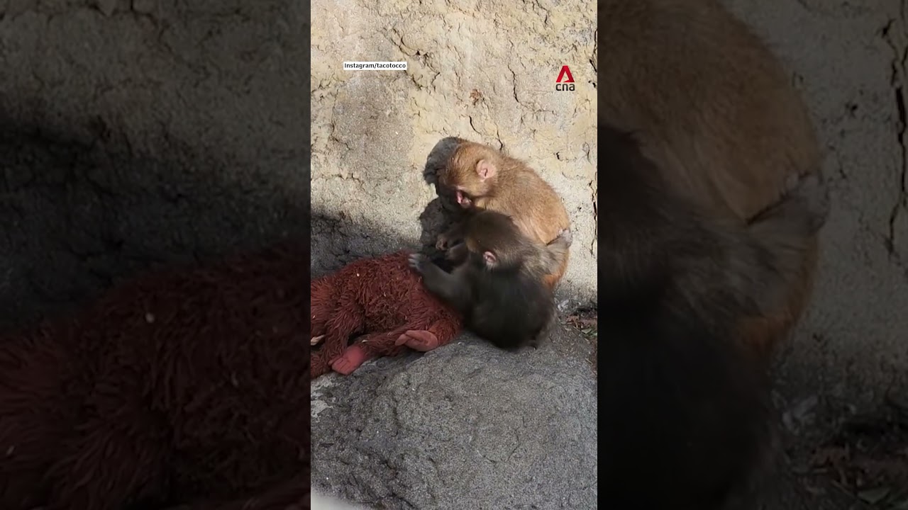 Baby monkey Punch grooms orangutan plushie with friend