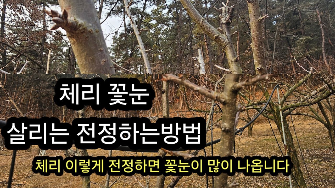 체리 꽃눈 살리는 전정방법 #체리 이렇게 전정하면은 꽃눈이 많이 나옵니다