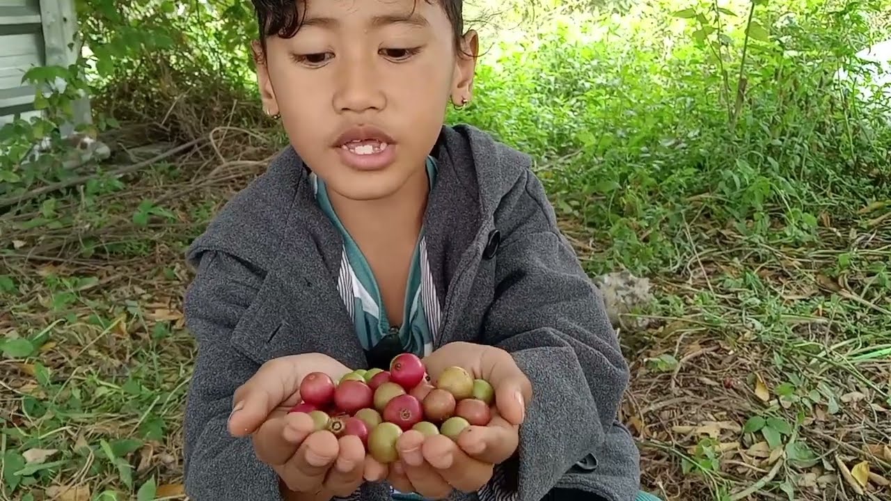 PANEN CHERRY HUTAN DI BELAKANG RUMAH