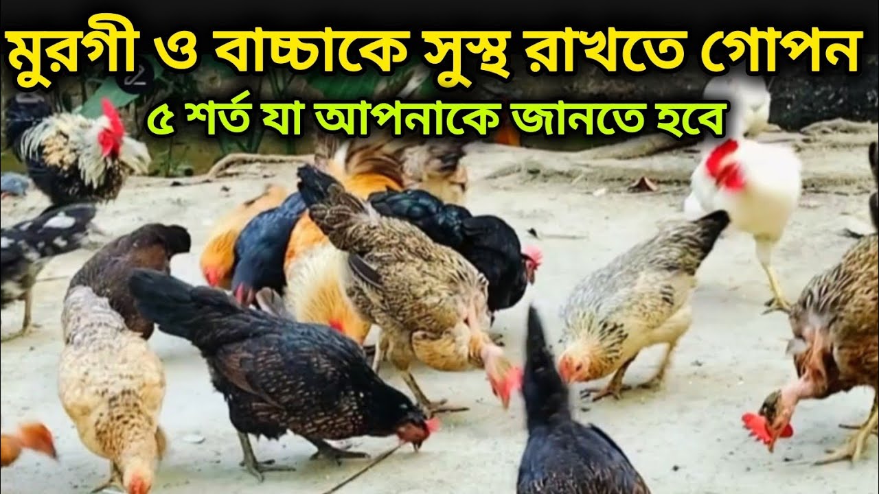 মুরগী ও বাচ্চাকে সুস্থ রাখতে গোপন পাঁচ শর্ত  যা আপনাকে জানতেই হবে  