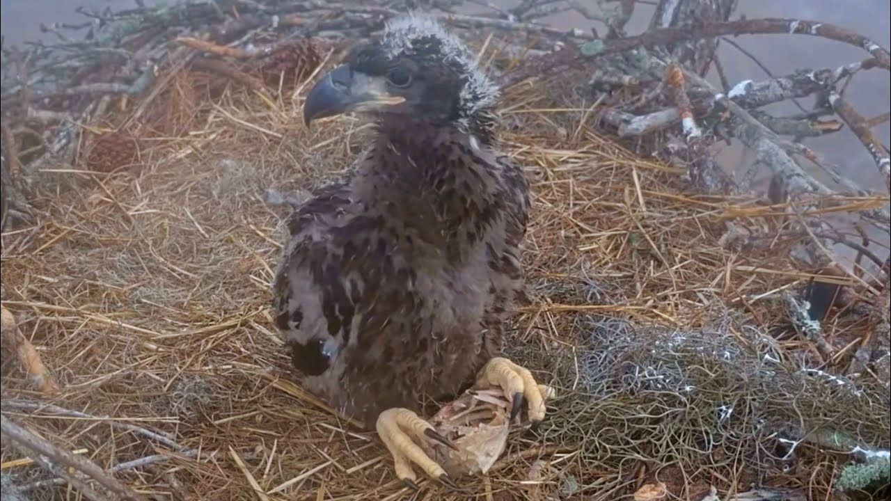 SWFL Eagles 1-23-26.  E26 PRACTICES SELF-FEEDING SKILLS!  Holds Down 